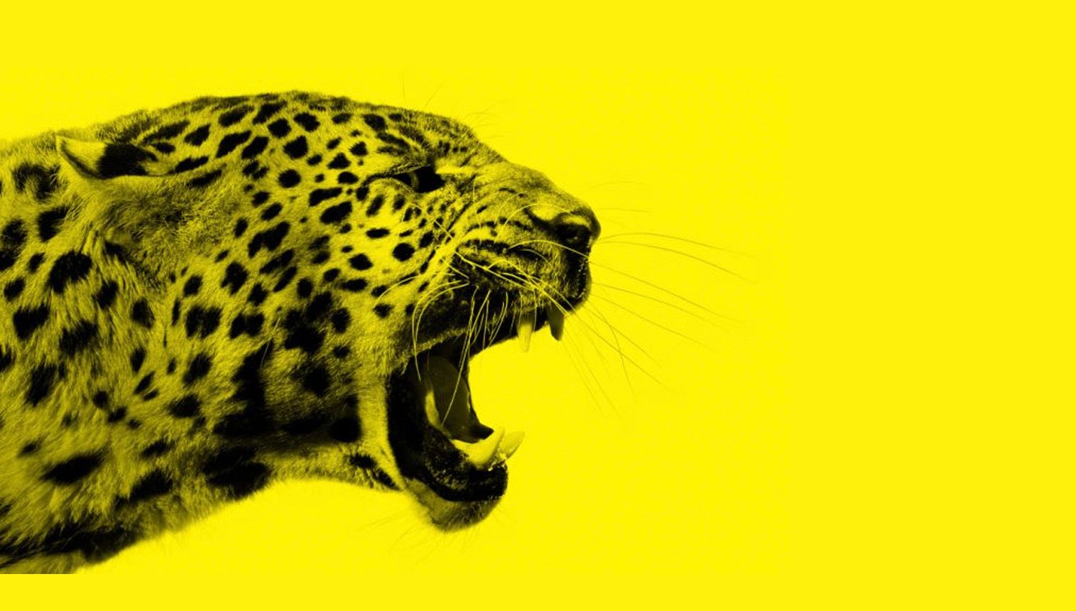 Festival de Locarno collection thumbnail image