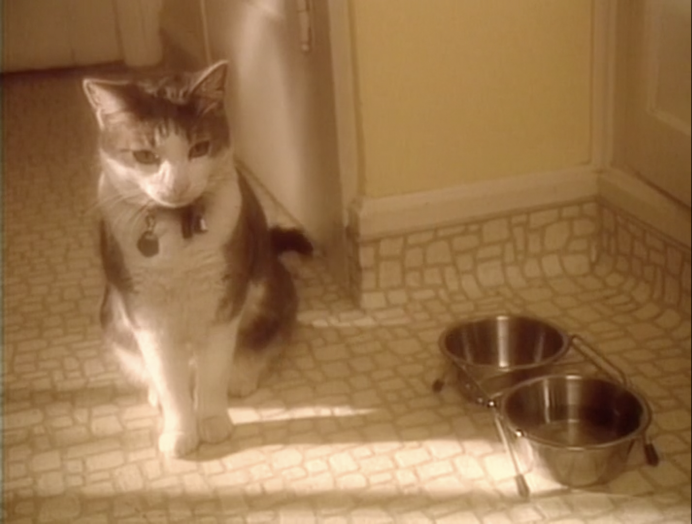 I FED THE CAT thumbnail