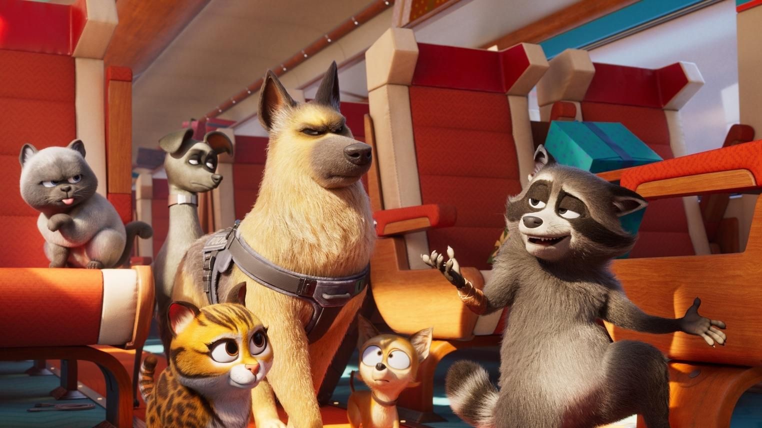 Pets on a Train feature video
