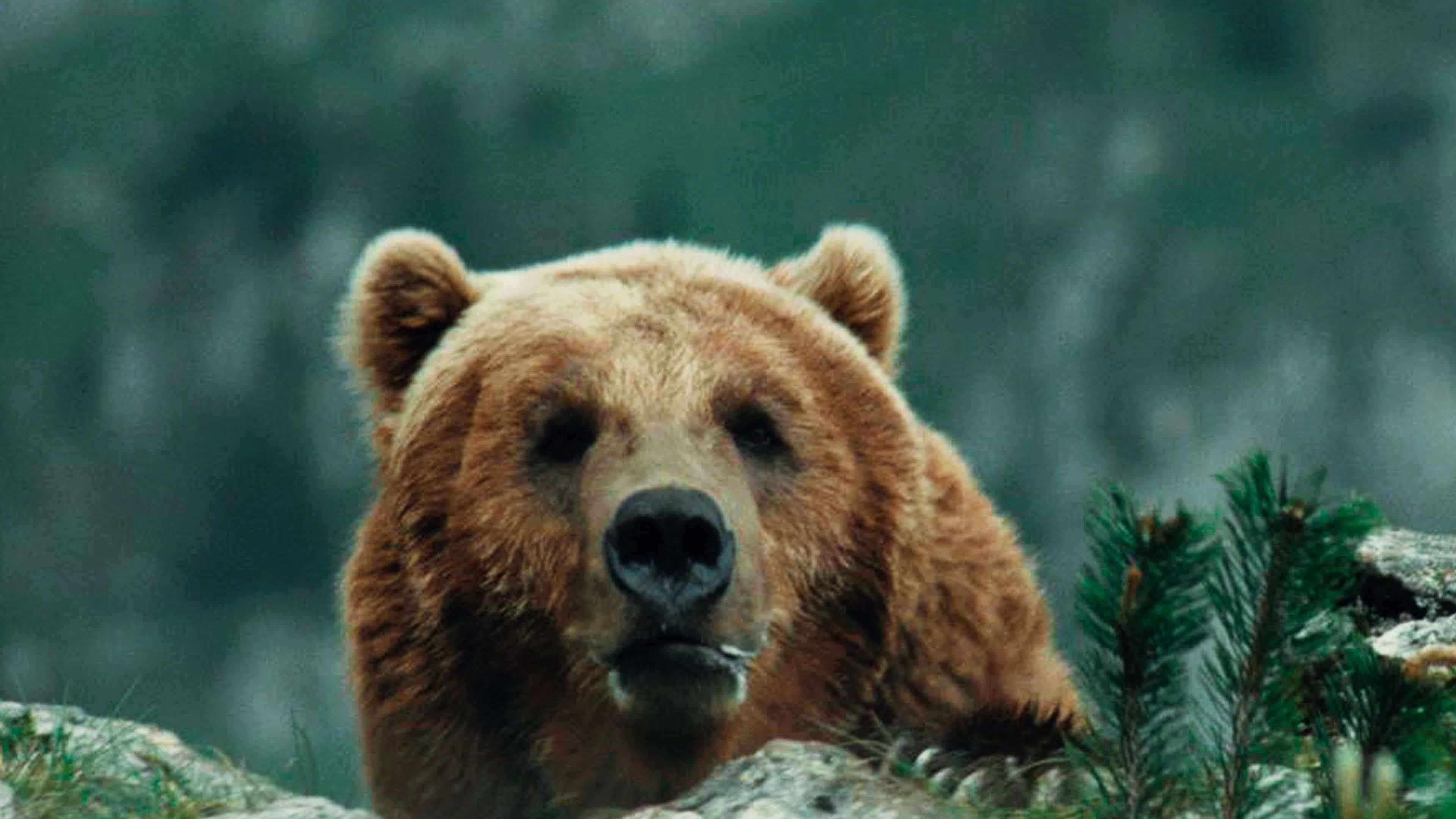 El oso hero image