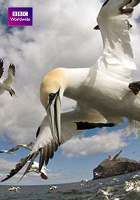 Earthflight: La Tierra desde el cielo poster image