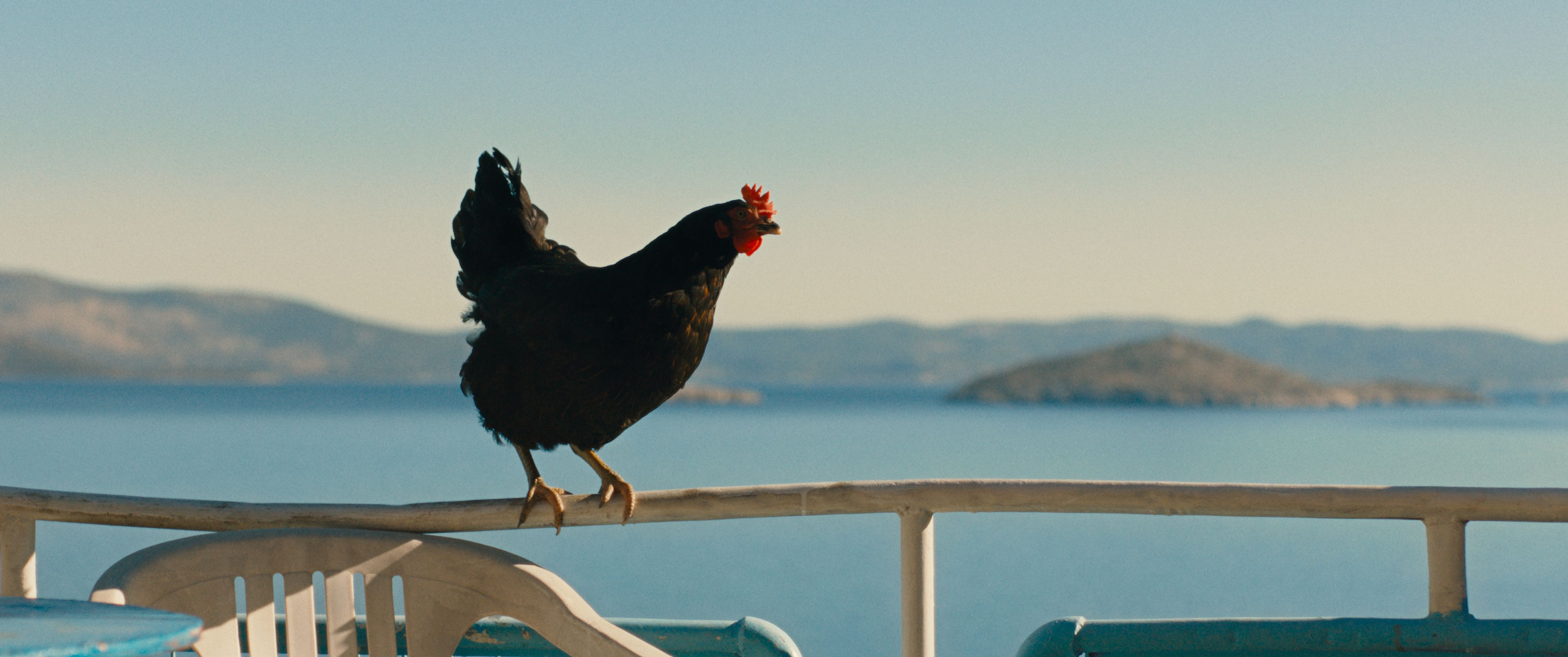 Hen landscape image
