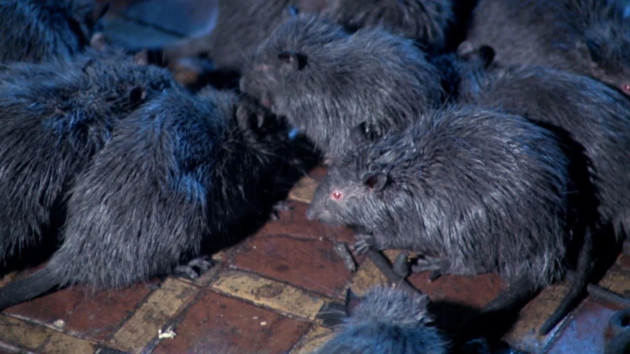 Rats: Night of Terror thumbnail