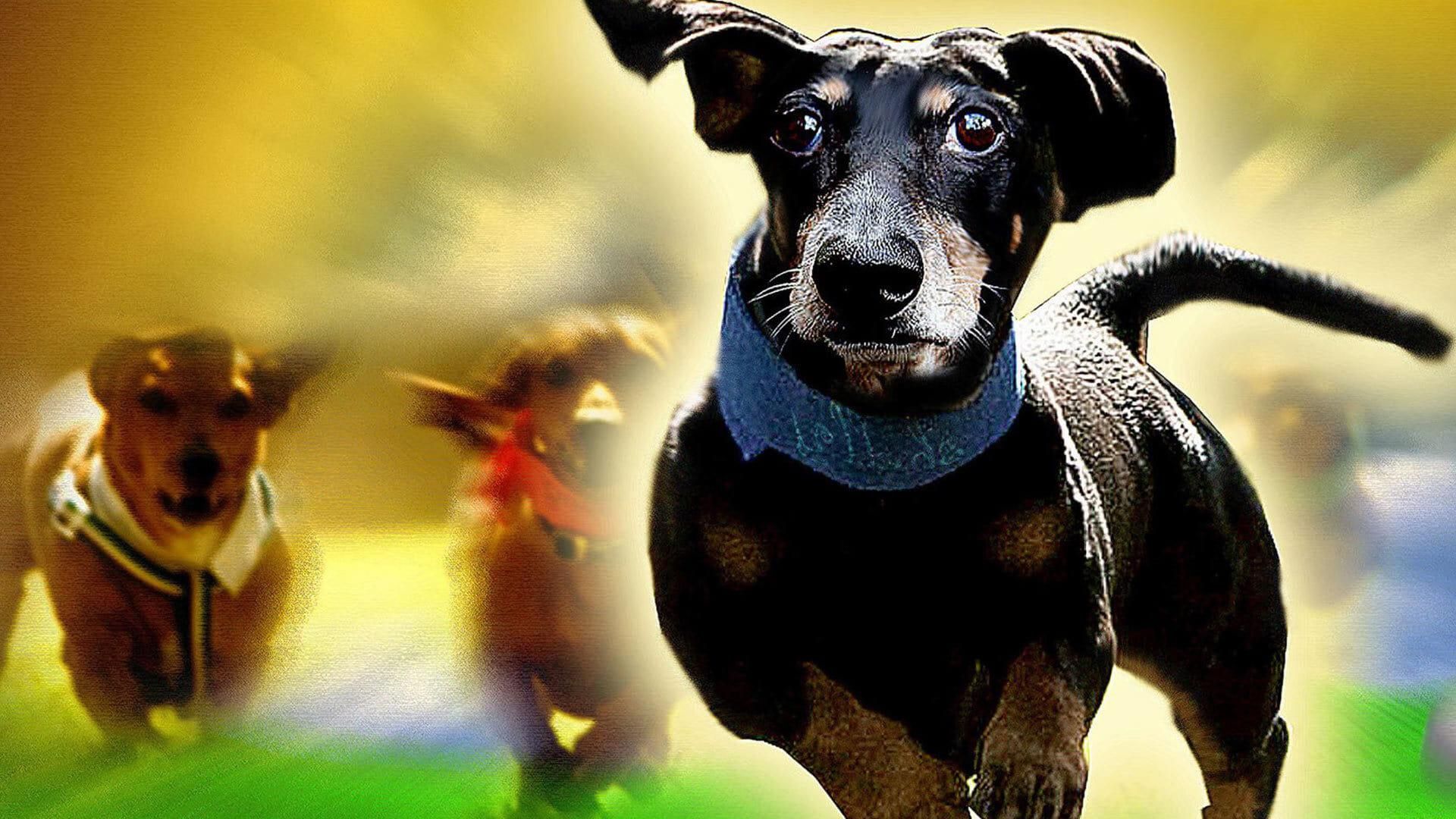 Wiener Dog Nationals thumbnail