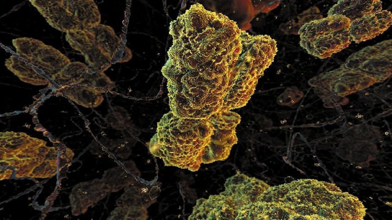 Der konstruierte Mensch thumbnail