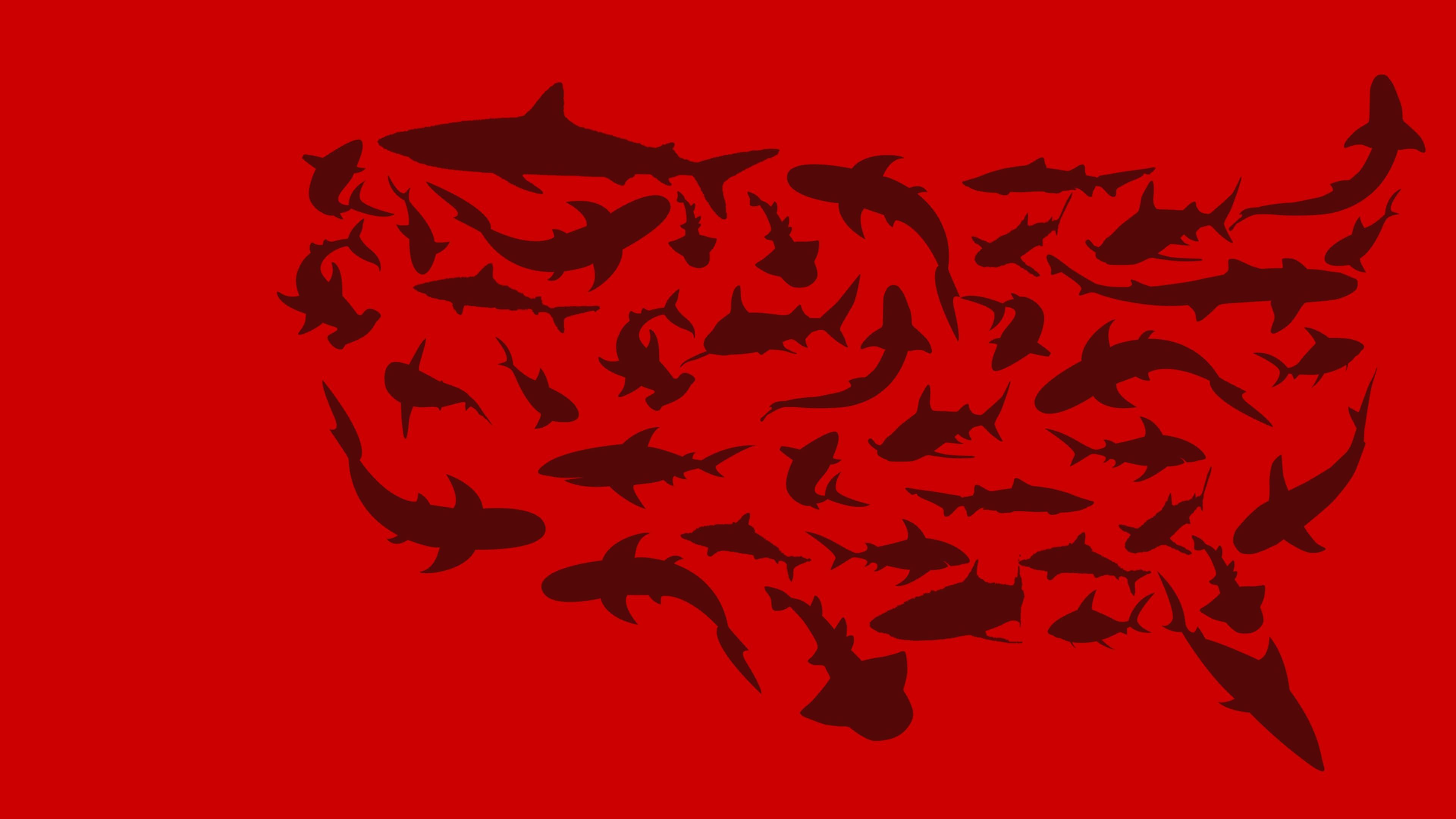 United Sharks of America thumbnail