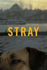 Stray logo