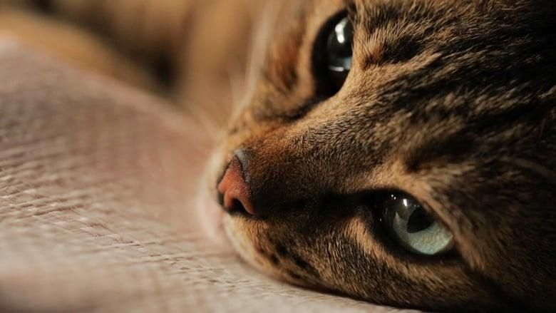 Kedi thumbnail