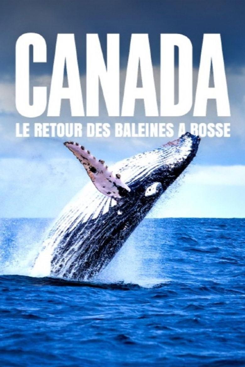 Le retour des baleines à bosse poster image