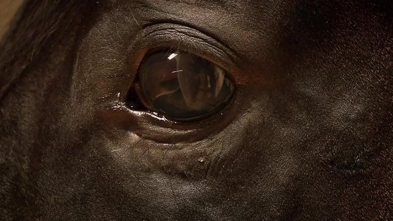 Orphan Horse thumbnail
