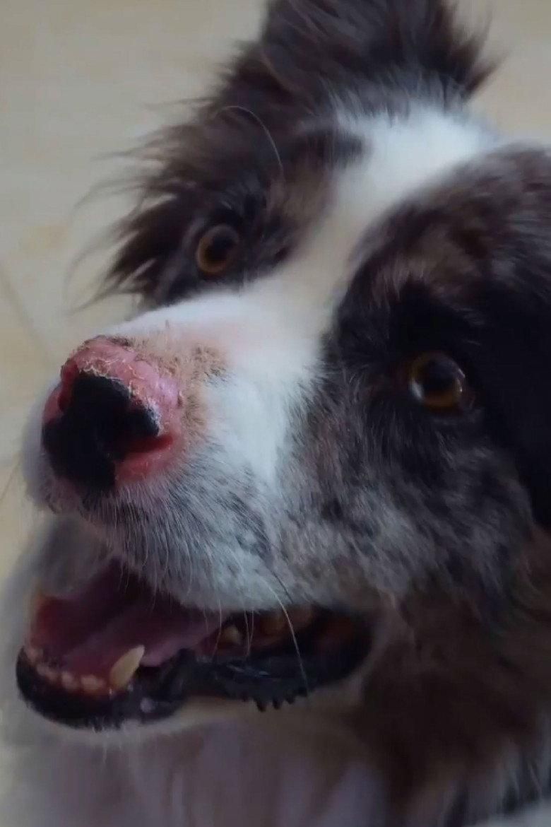 Día de perros poster image