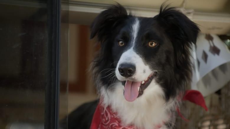 A Dog Named Duke thumbnail