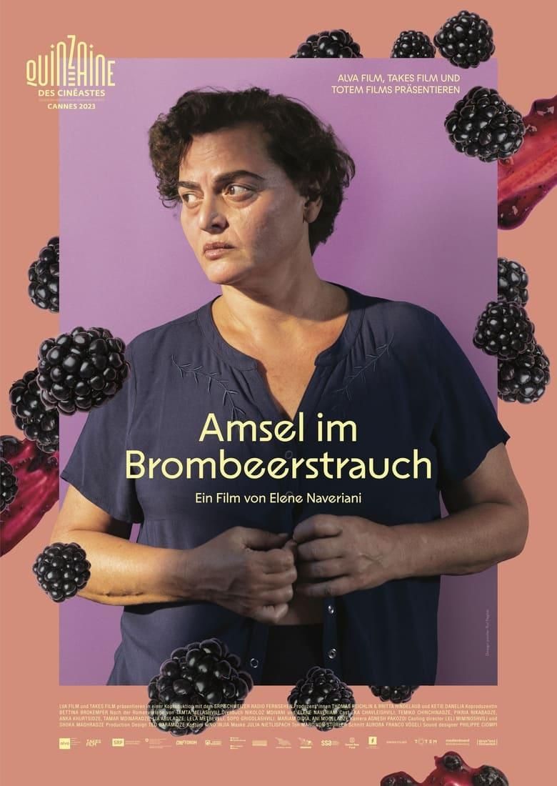 Amsel im Brombeerstrauch poster image