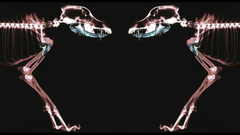 Rottweiler thumbnail