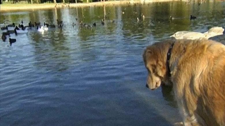 Love on a Leash thumbnail