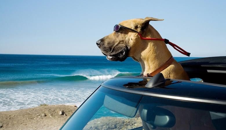 Marmaduke thumbnail
